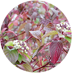 Cornus Sericea